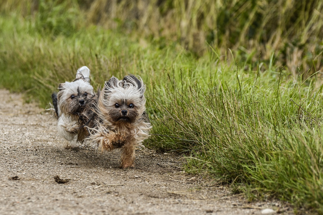 The Unique Traits of the Glen of Imaal Terrier